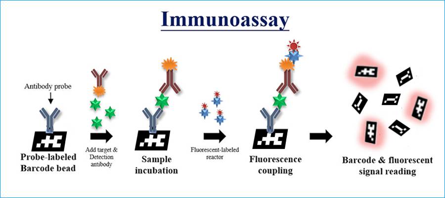 barcoded beads fluorescent reading in immunoassay