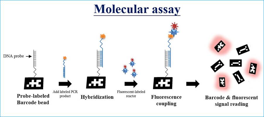 barcoded beads fluorescent reading in molecular assay