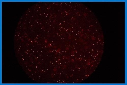 乳酸菌螢光染色
