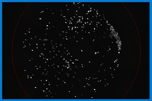 fluorescence detection