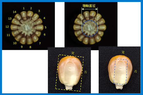 生物影像偵測與學習